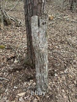 Tronc de pin unique en bois de 4'4 (52) pour la fabrication de meubles, etc. JE COUPERAI À VOTRE TAILLE.