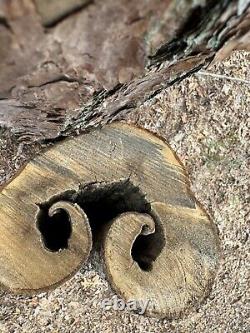 Tronc de pin unique en bois de 4'4 (52) pour la fabrication de meubles, etc. JE COUPERAI À VOTRE TAILLE.